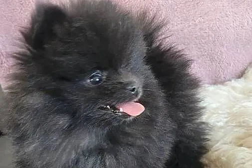 Szpic miniaturowy pomeranian suczka z wyprawką, Małopolskie, Kraków