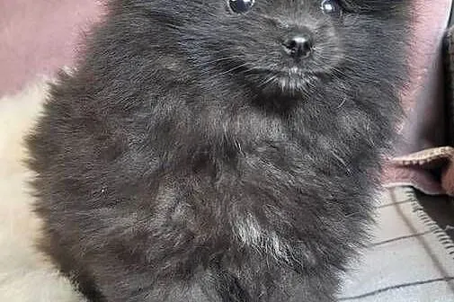 Szpic miniaturowy pomeranian suczka z wyprawką, Małopolskie, Kraków
