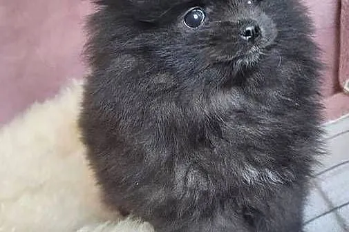 Szpic miniaturowy pomeranian suczka z wyprawką, Małopolskie, Kraków