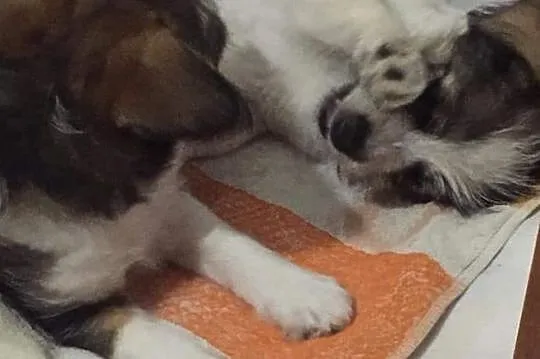 Wesoły inteligentny szczeniaczek poleca się do adopcji, , Murowana Goślina