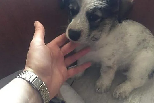 Wesoły inteligentny szczeniaczek poleca się do adopcji, , Murowana Goślina