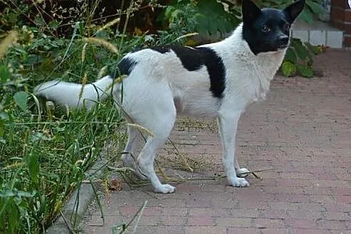 Mała Fifi, urocza bezdomna suczka szuka domu,  Kun