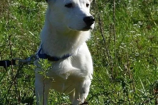 Kokos - małe, bialutkie cudeńko :),  warmińsko-maz