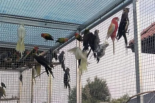Rozella białolica rozella królewska, Mazowieckie, Radom