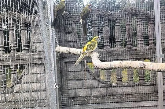 Rozella białolica rozella królewska, Mazowieckie, Radom