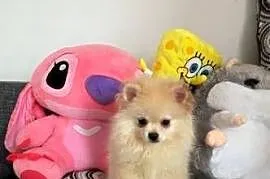 Pomeranian