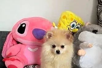 Pomeranian