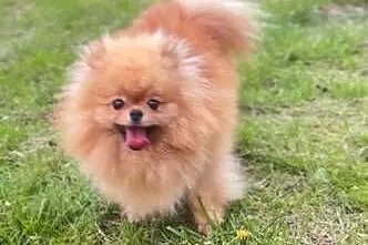 Pomeranian, Łódzkie, Kutno