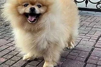 Pomeranian, Łódzkie, Kutno