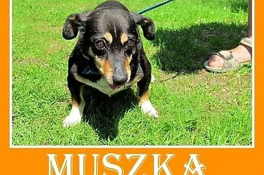3kg,mała suczka MUSZKA,smutek,strach, zwątpienie.PILNA adopcja,  śląskie Katowice