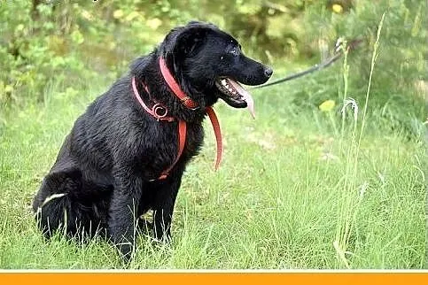 BALU,średni,młody,łagodny,wesoły,rodzinny piesek.A