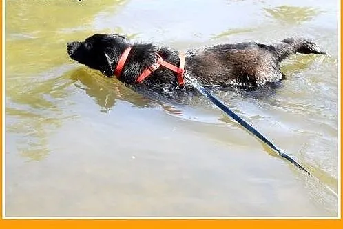 BALU,średni,młody,łagodny,wesoły,rodzinny piesek.A