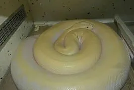 Python bivittatus Ivory para 1.1
