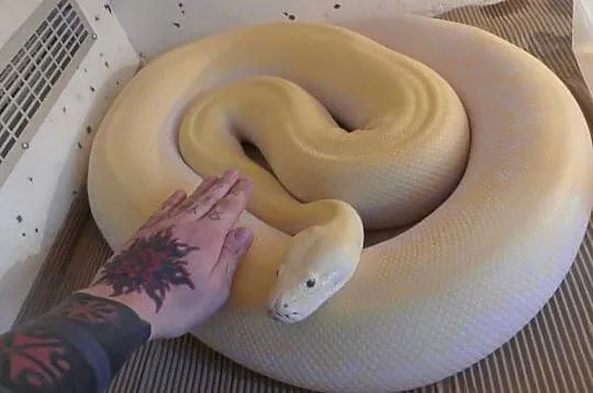 Python bivittatus Ivory para 1.1, Śląskie, Sosnowiec