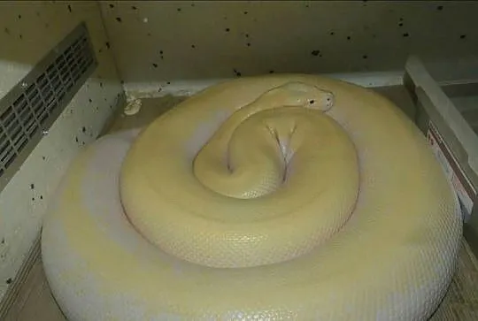 Python bivittatus Ivory para 1.1, Śląskie, Sosnowiec