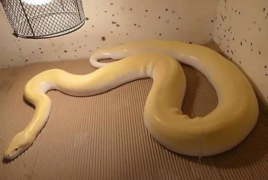 Python bivittatus Ivory para 1.1, Śląskie, Sosnowiec