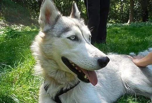 Cleo - wspaniały pies w typie husky czeka na aktyw
