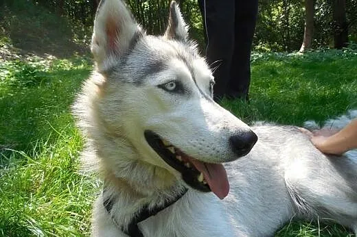Cleo - wspaniały pies w typie husky czeka na aktywny dom, śląskie Dąbrowa Górnicza