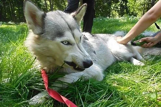 Cleo - wspaniały pies w typie husky czeka na aktyw