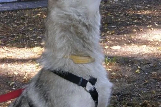 Cleo - wspaniały pies w typie husky czeka na aktyw