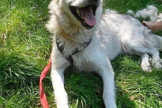Cleo - wspaniały pies w typie husky czeka na aktyw