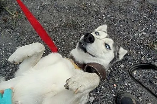 Cleo - wspaniały pies w typie husky czeka na aktyw