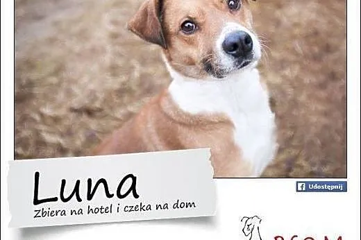LUNA - łagodna, młoda sunia o super charakterze do adopcji,  mazowieckie Warszawa