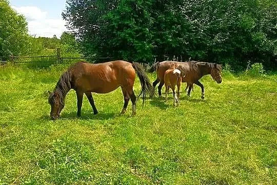 Sprzedam gniadą klacz, Świętokrzyskie, Wygoda