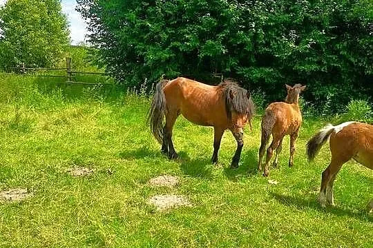Sprzedam gniadą klacz, Świętokrzyskie, Wygoda