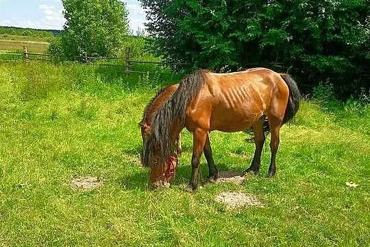 Sprzedam gniadą klacz, Świętokrzyskie, Wygoda