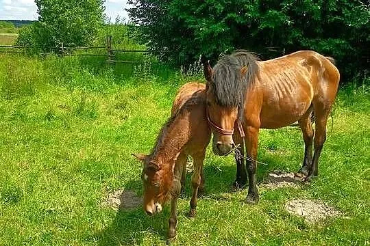 Sprzedam gniadą klacz, Świętokrzyskie, Wygoda