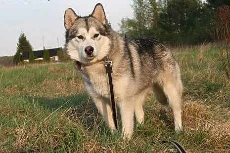 Delikatna, przyjazna Agatka, suczka alaskan malamu