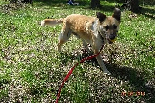 Rudy aktywny psiak pilnie szuka domu! ,  pomorskie