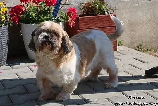 Korsarz - adopcja do domu tymczasowego, Mazowieckie, Nowy Dwór Mazowiecki