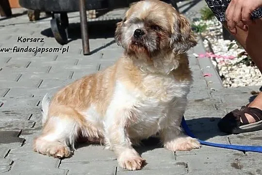 Korsarz - adopcja do domu tymczasowego, Mazowieckie, Nowy Dwór Mazowiecki