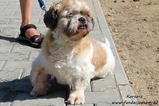 Korsarz - adopcja do domu tymczasowego, Mazowieckie, Nowy Dwór Mazowiecki