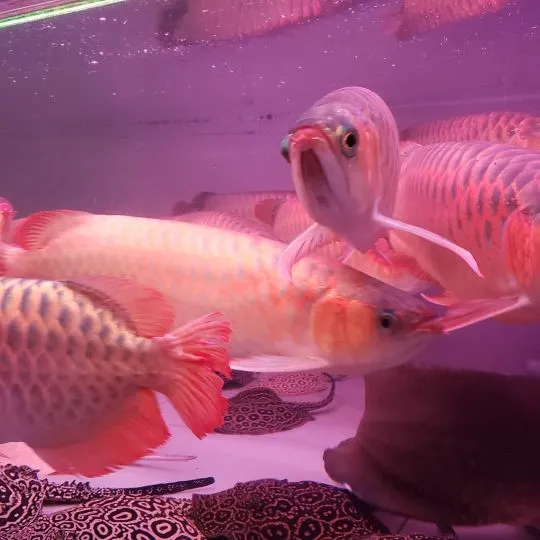 Arowana PLATYNOWA - Osteoglossum bicirrhosum...................*