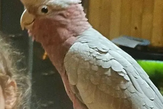 Kakadu różowe samica ręcznie karmiona, Mazowieckie, Sulejówek