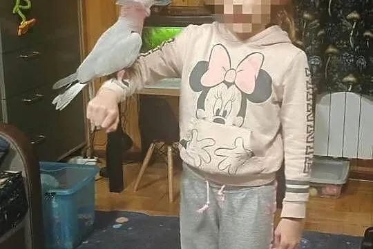 Kakadu różowe samica ręcznie karmiona, Mazowieckie, Sulejówek