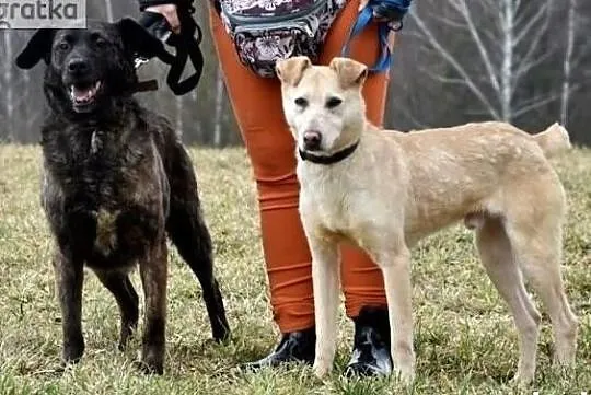 Bezik młody piesek kocha ludzi i świat daj mu domek, Mazowieckie, Warszawa
