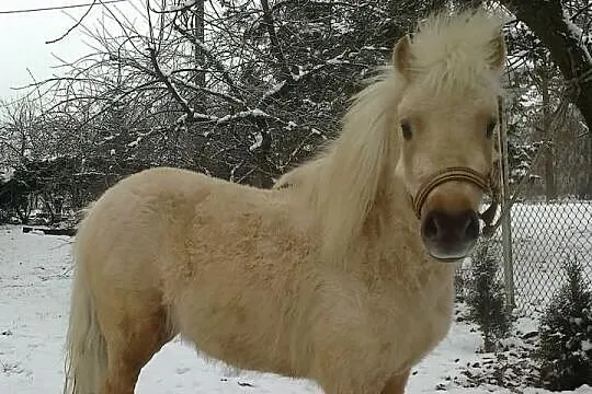Sprzedam pięknego kuca