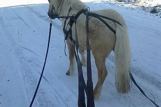 Sprzedam pięknego kuca