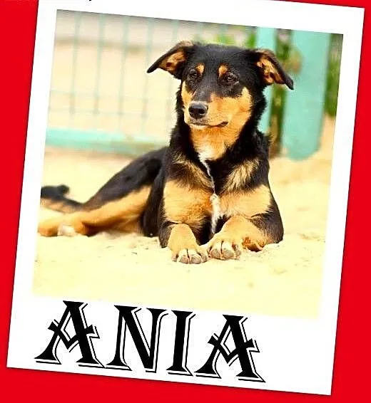 Roczna,13kg,kotolubna,łagodna,wesoła suczka ANIA.A