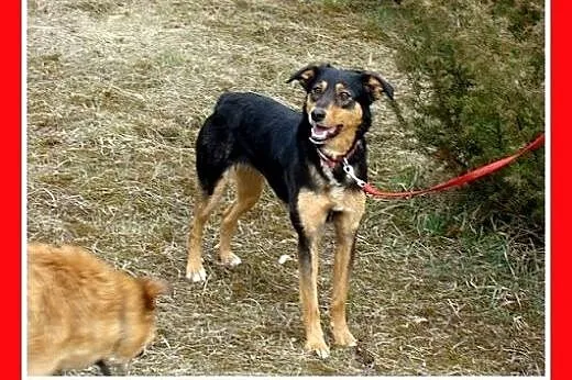 Roczna,13kg,kotolubna,łagodna,wesoła suczka ANIA.A