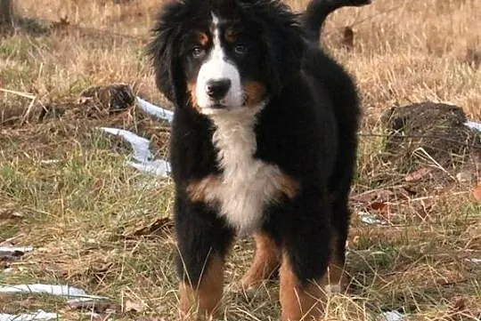 Berneński pies pasterski - piękna szczenięta szcze, Nowy Kocin