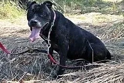 Zula szuka domu,  Amstaff cała Polska