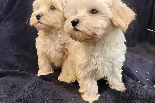 Maltipoo piesek i suczka