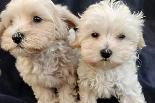 Maltipoo piesek i suczka, Lubelskie, Łaziska