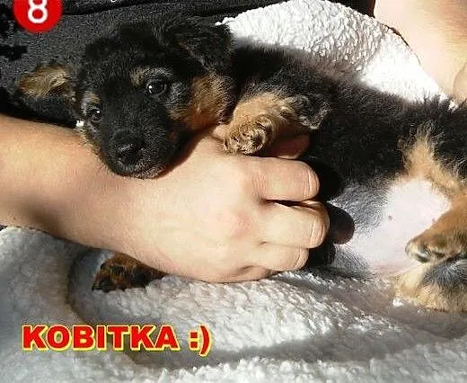 2 śliczne malutkie Panienki do adopcji... , mazow