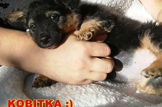 2 śliczne malutkie Panienki do adopcji... ,  mazow